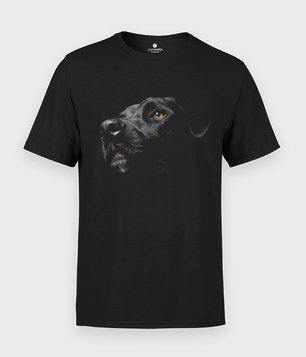 Czarny Labrador