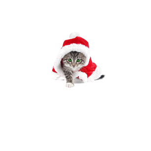 Christmas Kitty 