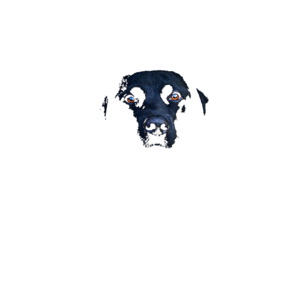 Black Labrador