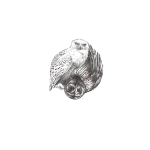 Koszulka Sowa ying yang