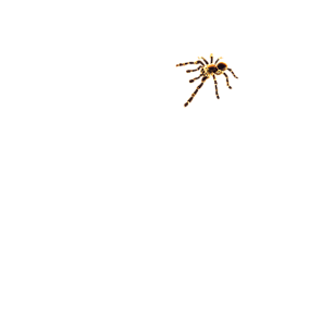 Koszulka Spider