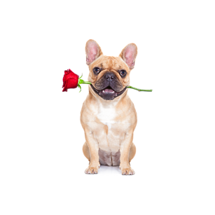Romantic dog Romantic dog