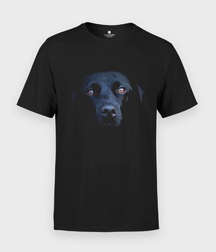 Black Labrador